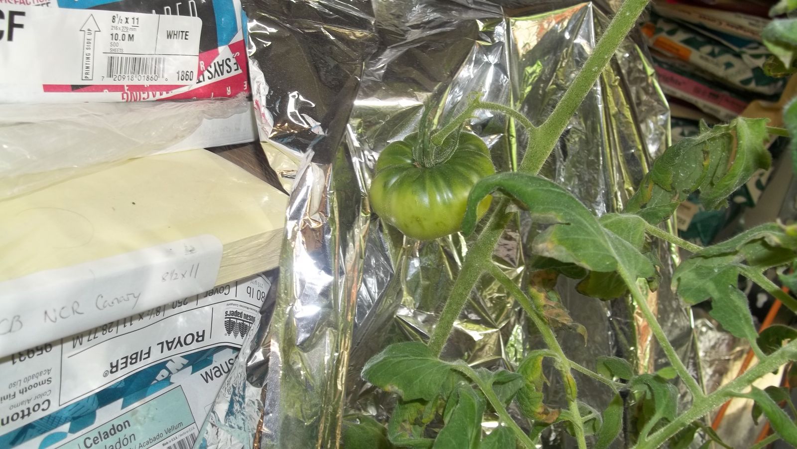 green hoy tomato